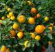 Kumquat : « Golden Orange » - secrets de culture à la maison Utilisation en cuisine