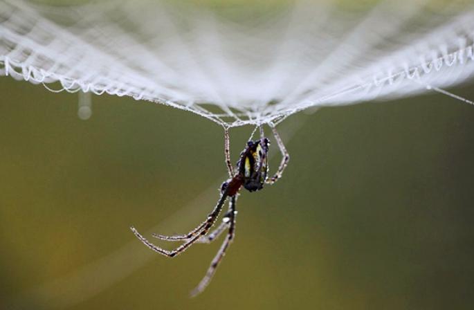 Voir une araignée le soir : la signification du signe