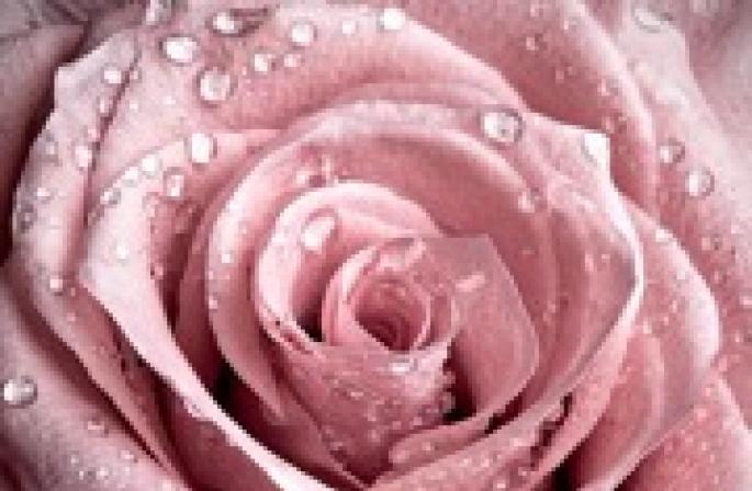 Tumačenje snova: zašto Ruža sanja, što znači vidjeti Ružu u snu