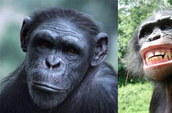 La différence entre les humains et les chimpanzés La différence entre les chimpanzés et l'homo sapiens