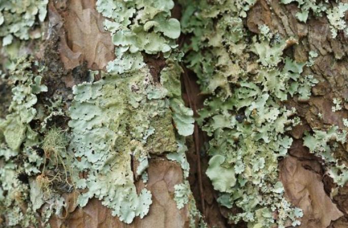 Caracteristici ale structurii și reproducerii lichenilor
