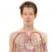 मानव पेट के अंगों का स्थान और शरीर रचना विज्ञान पेट की शारीरिक रचना