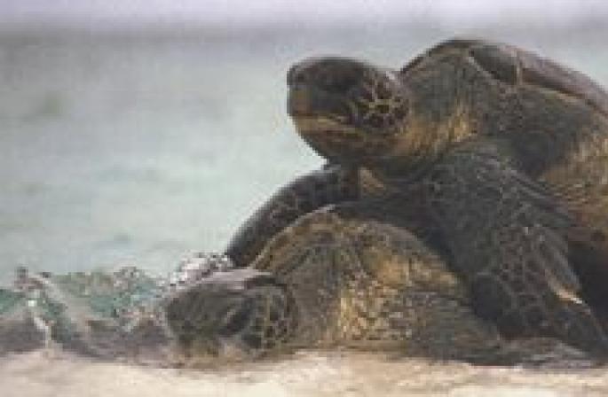 Коротко о морских черепахах, их разновидности