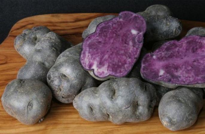 Crni krumpir: sastav, korisna svojstva, sorte, prinos i druge značajke