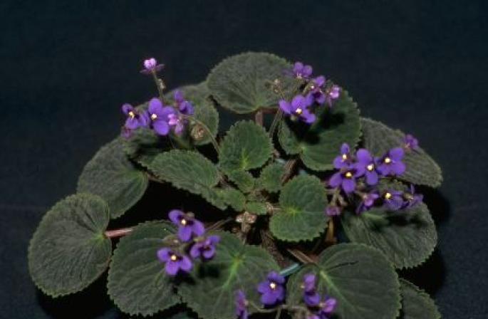 Varietas dan jenis kamar violet yang paling indah dengan nama dan foto