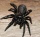 Çfarë do të thotë kur një merimangë e madhe dhe e zezë ëndërron, sipas librit të ëndrrave të Frojdit?