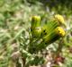 Baza e zakonshme (Senecio vulgaris)