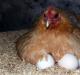 Как посадить курицу высиживать на яйца и что делать дальше