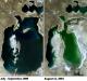Lac d'Aral : description, emplacement, histoire et faits intéressants Quelles plantes poussent sur la mer d'Aral