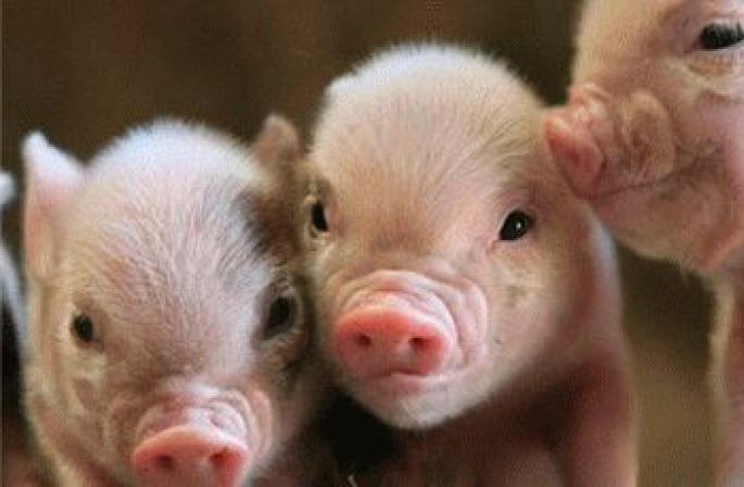 Interprétation onirique de carcasses de porc.  Couper un cochon.  Pourquoi rêvez-vous d'un cochon avec des porcelets ?