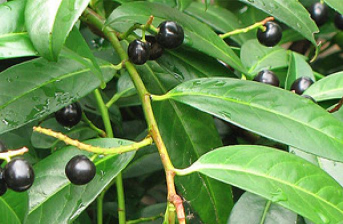 Cherry laurel: ciri-ciri perawatan, penanaman dan perlindungan dari penyakit Cherry laurel tempat ia tumbuh