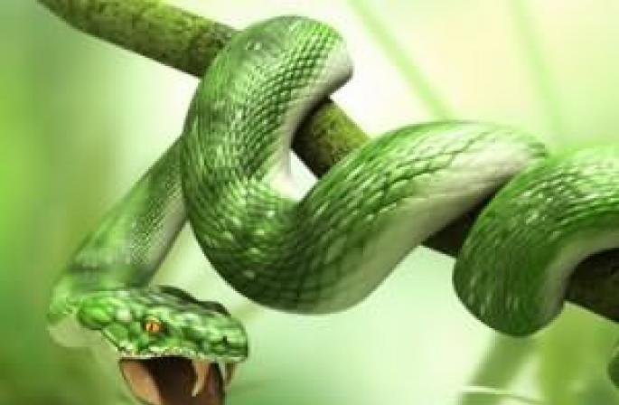 De ce visează femeile la șerpi?