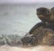 Коротко о морских черепахах, их разновидности