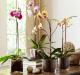 Belles orchidées : est-il possible de les garder dans la chambre ? Que signifie une orchidée selon le Feng Shui ?