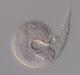 Razred nematoda okrugli crvi Kakav je oblik tijela nematode