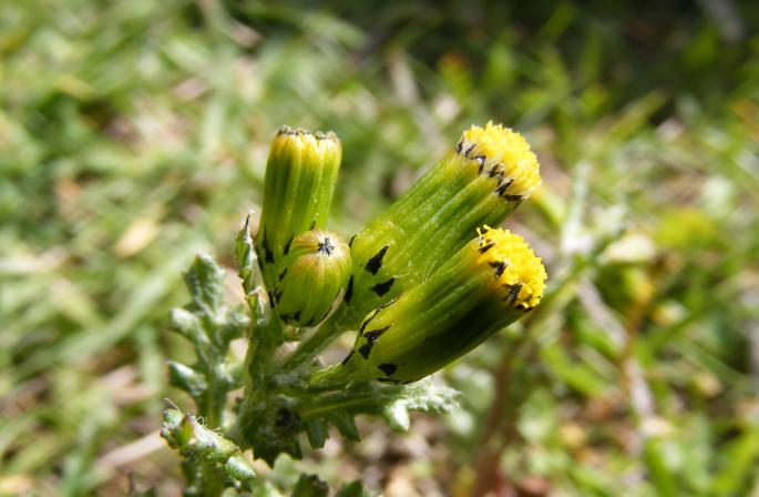 Prinsip dasar umum (Senecio vulgaris)