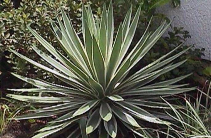 Yucca: perawatan di rumah, tanam dan penyiraman